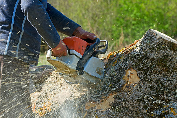 Best Residential Tree Removal  in USA